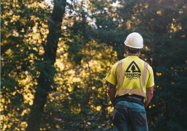 SEO for Tree Removal Services in Fort Lauderdale